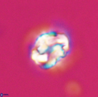 Asinithistimorfi aubryae 24737