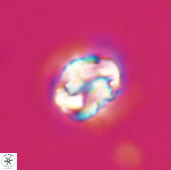 Asinithistimorfi aubryae 24737