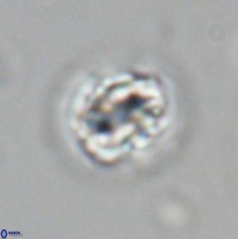 Asinithistimorfi aubryae 24738