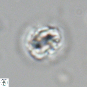 Asinithistimorfi aubryae 24738