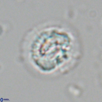 Asinithistimorfi aubryae 24739