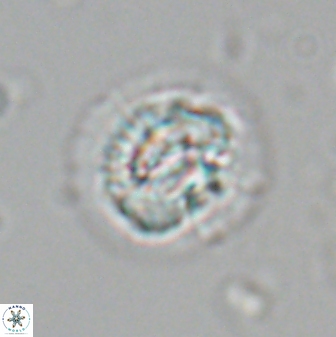 Asinithistimorfi aubryae 24739