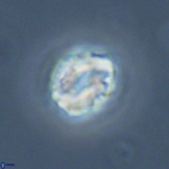 Asinithistimorfi aubryae 24740