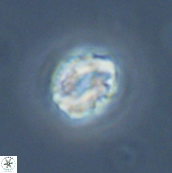 Asinithistimorfi aubryae 24740
