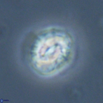 Asinithistimorfi aubryae 24741