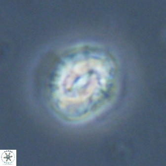 Asinithistimorfi aubryae 24741