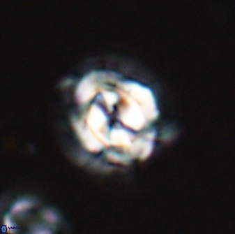 Asinithistimorfi aubryae 24903