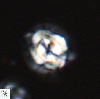 Asinithistimorfi aubryae 24903
