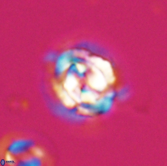 Asinithistimorfi aubryae 24904
