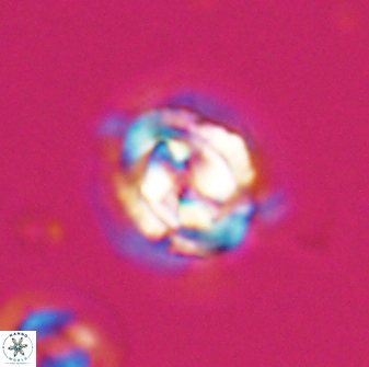 Asinithistimorfi aubryae 24904