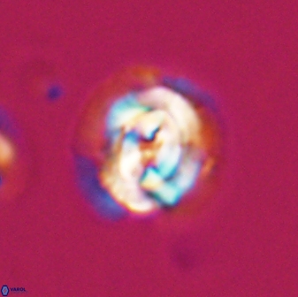 Asinithistimorfi aubryae 24905