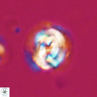 Asinithistimorfi aubryae 24905