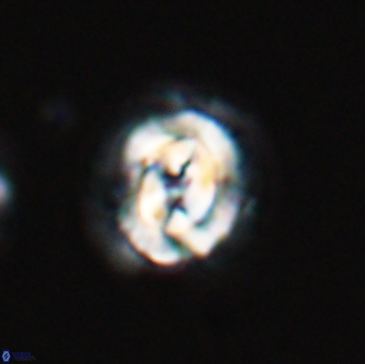 Asinithistimorfi aubryae 24906