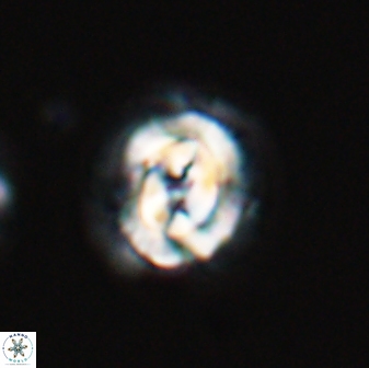 Asinithistimorfi aubryae 24906