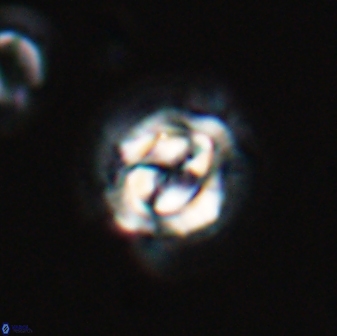 Asinithistimorfi aubryae 24907