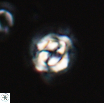 Asinithistimorfi aubryae 24907