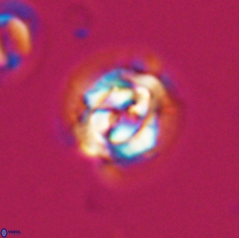 Asinithistimorfi aubryae 24908