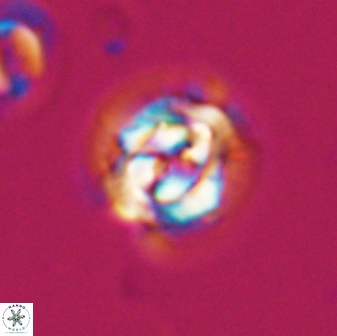 Asinithistimorfi aubryae 24908
