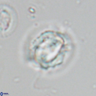 Asinithistimorfi aubryae 24909