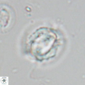Asinithistimorfi aubryae 24909