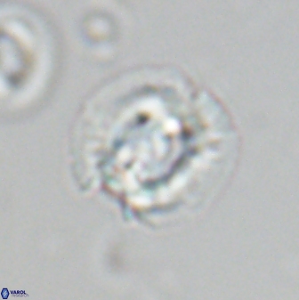 Asinithistimorfi aubryae 24910