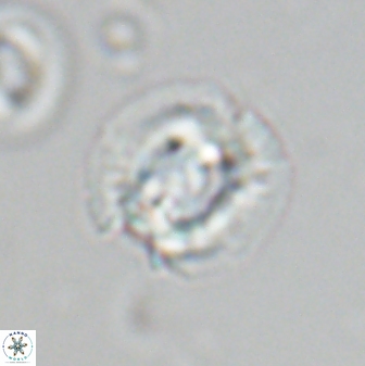 Asinithistimorfi aubryae 24910