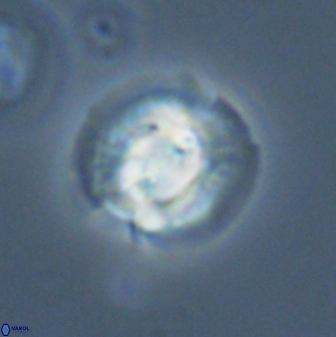 Asinithistimorfi aubryae 24911