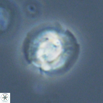 Asinithistimorfi aubryae 24911