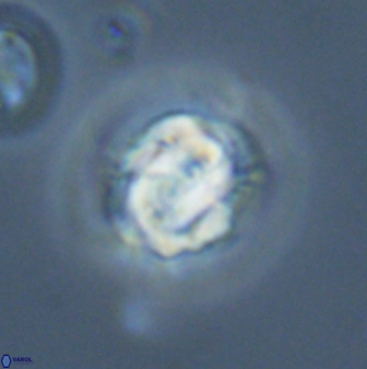 Asinithistimorfi aubryae 24912