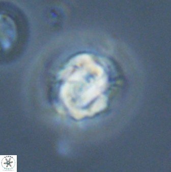 Asinithistimorfi aubryae 24912