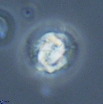 Asinithistimorfi aubryae 24913