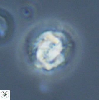 Asinithistimorfi aubryae 24913