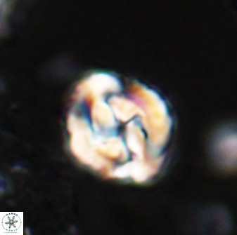 Asinithistimorfi aubryae 25645