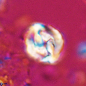 Asinithistimorfi aubryae 25646