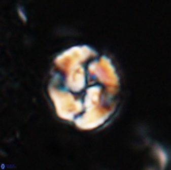 Asinithistimorfi aubryae 25648
