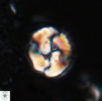 Asinithistimorfi aubryae 25648
