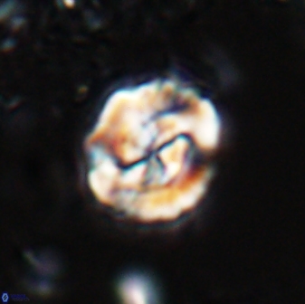 Asinithistimorfi aubryae 25650