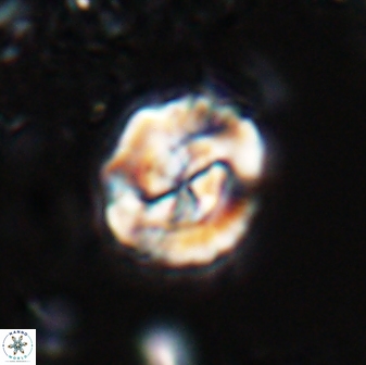 Asinithistimorfi aubryae 25650