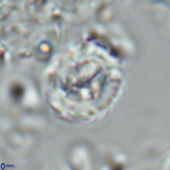Asinithistimorfi aubryae 25651