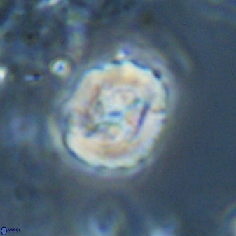 Asinithistimorfi aubryae 25652