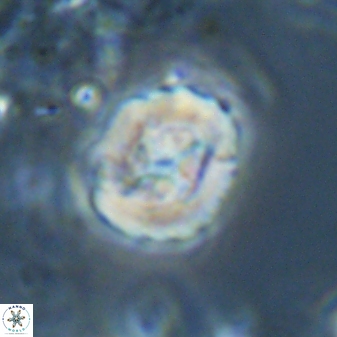 Asinithistimorfi aubryae 25652