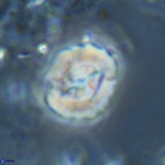 Asinithistimorfi aubryae 25653