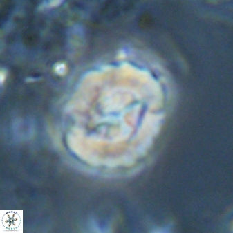 Asinithistimorfi aubryae 25653