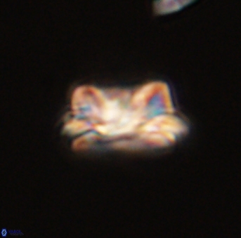 Asinithistimorfi aubryae 57677