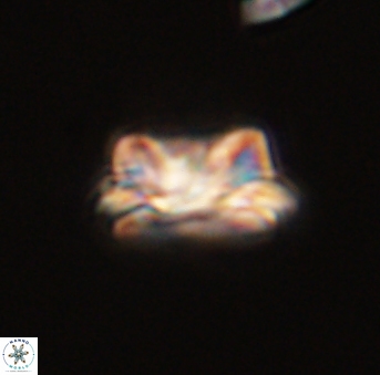 Asinithistimorfi aubryae 57677