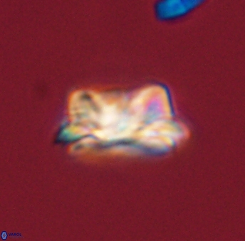 Asinithistimorfi aubryae 57678