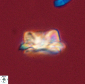 Asinithistimorfi aubryae 57678