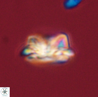 Asinithistimorfi aubryae 57679