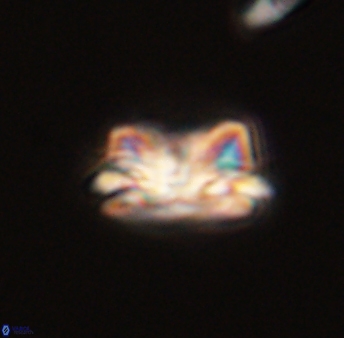 Asinithistimorfi aubryae 57680