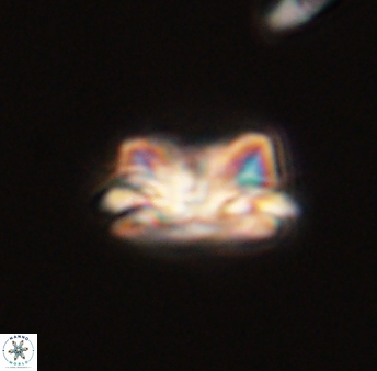 Asinithistimorfi aubryae 57680